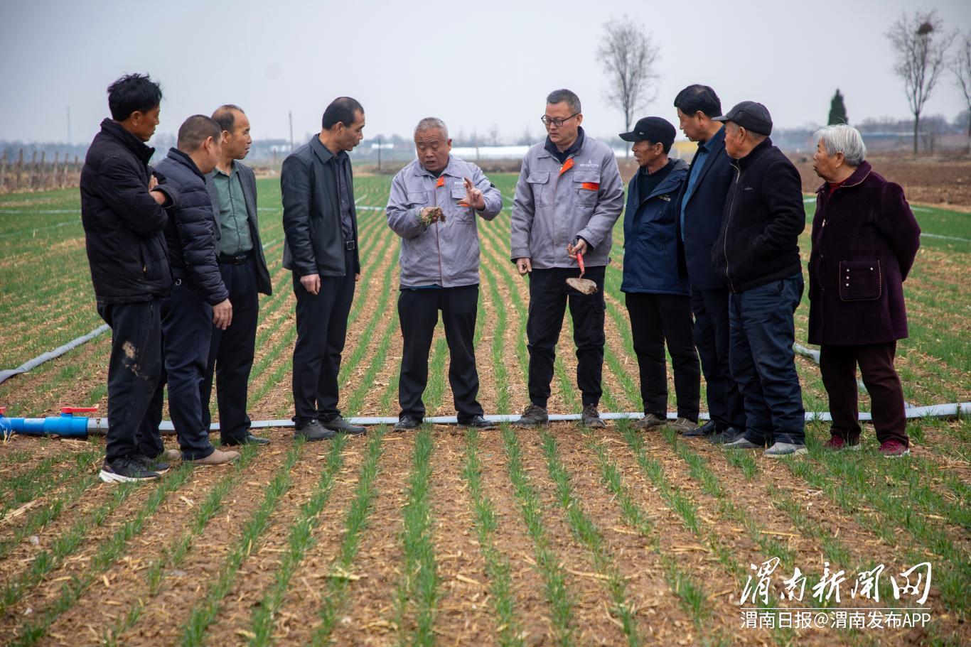 在蒲城縣橋陵鎮后泉村麥田里，市種子工作站技術人員正在給村民分析小麥苗青生長情況。