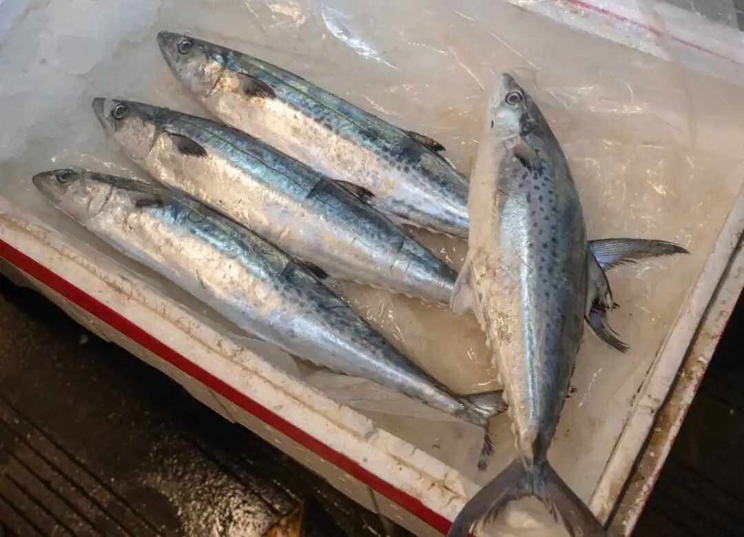 热门海鲜降价！宁波人爱吃的这口“鲜”也上市了