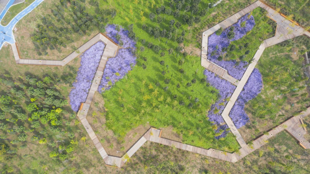 (图为“千年秀林”航拍图。雄安媒体中心供图)