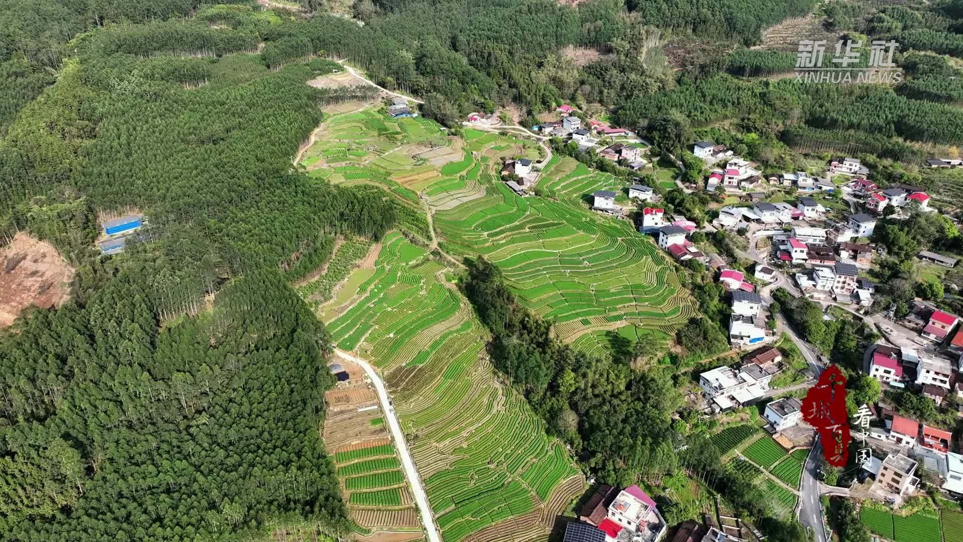 千城百县看中国｜福建长泰：绿满田间