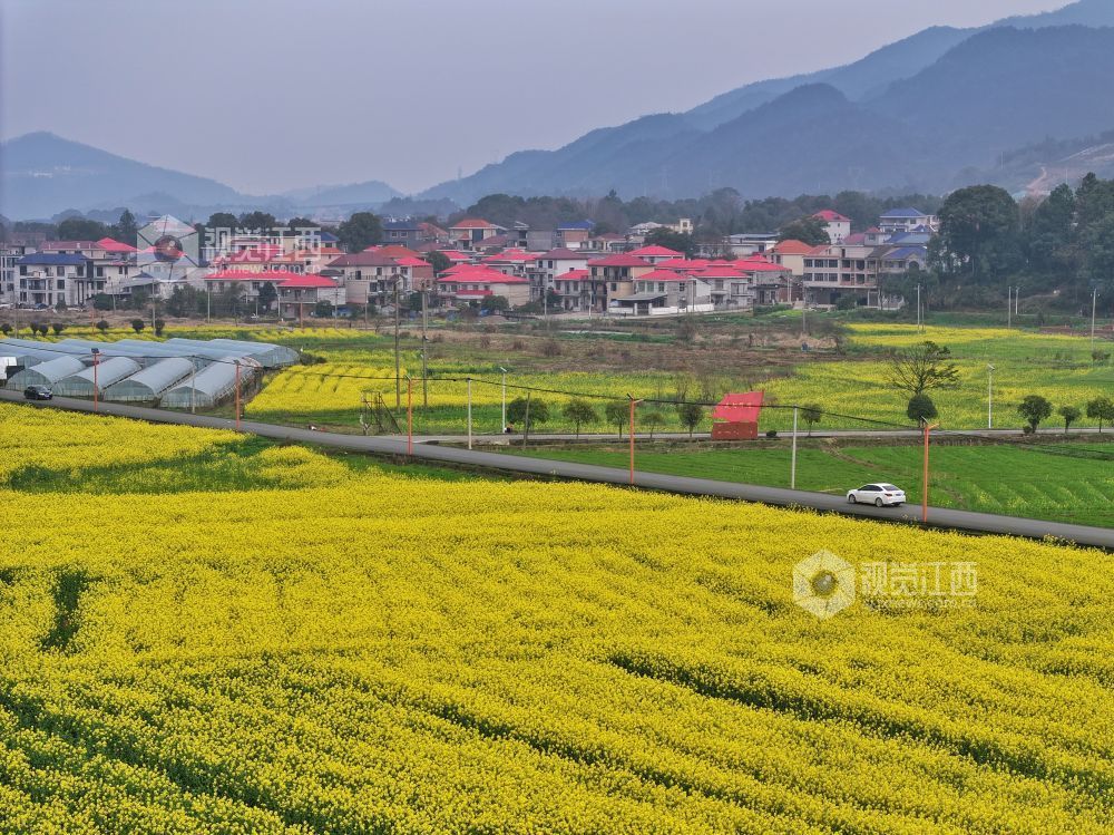 江西芦溪：以花为媒 “扮靓”乡村振兴路（图）