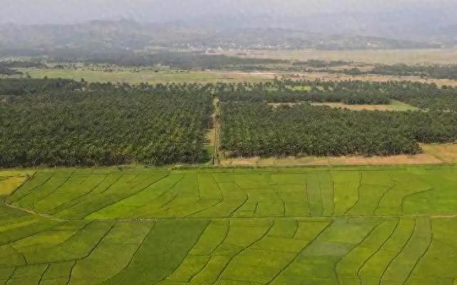 中国帮布隆迪种水稻,效果种的太好,撕毁了西方国度的虚伪