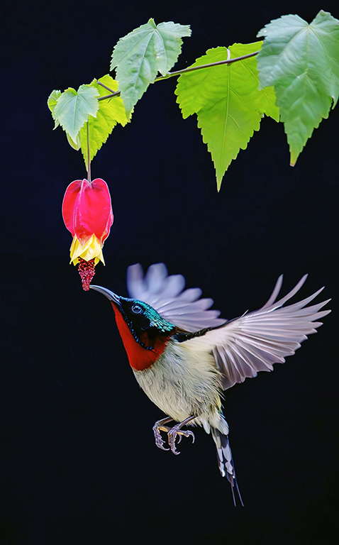 ▲动作轻盈如“空中芭蕾”。摄影丨江西日报全媒体记者徐铮