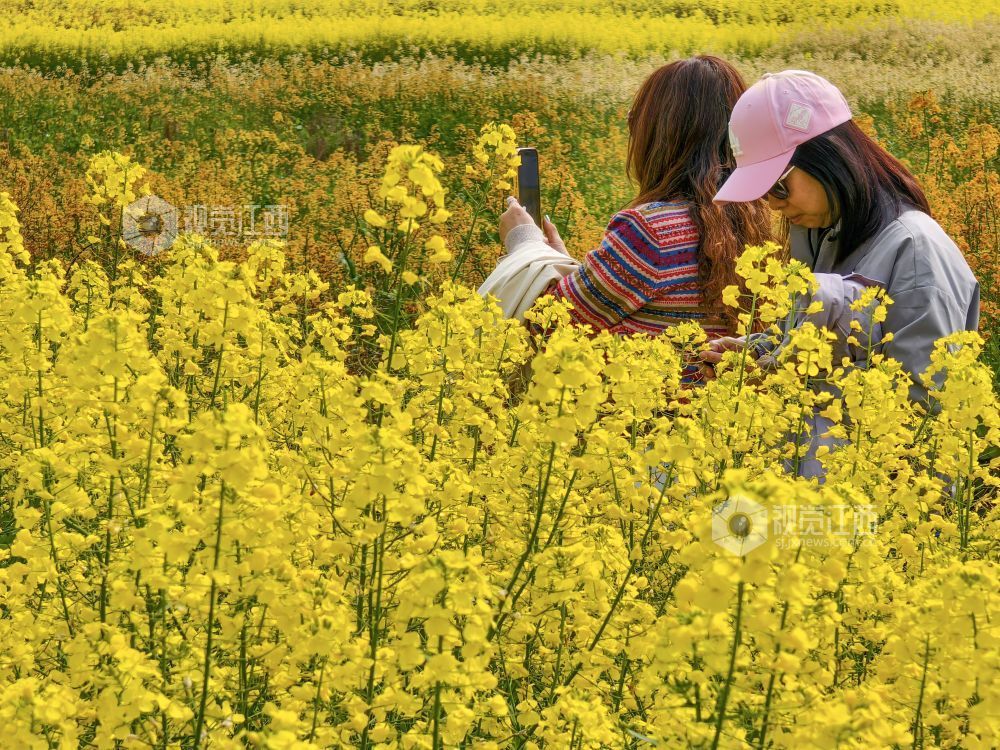 江西遂川：油菜花海笑迎“香港客”（图）