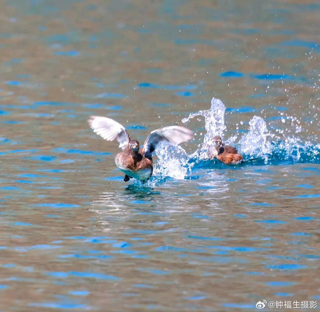 小䴙䴘 |摄影:@钟福生摄影 2026年2月拍摄