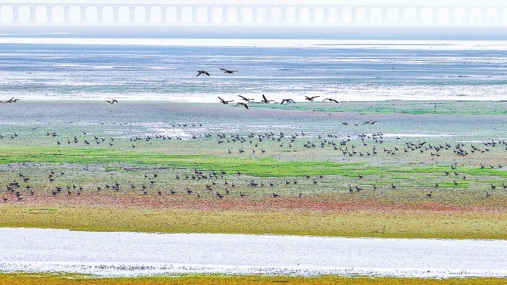 九江濂溪区：初春湿地铺新绿 候鸟翩跹待北归（图）