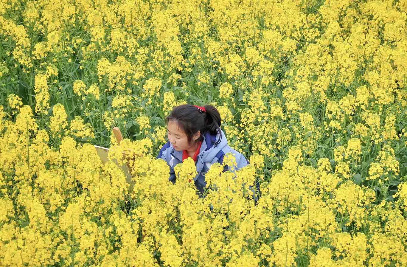以花为景、以春为墨，用稚嫩画笔定格这片璀璨金黄。