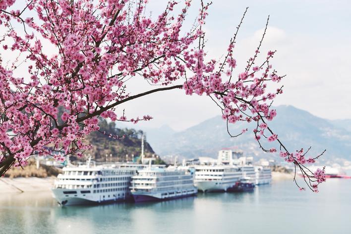 秭归县长江边，花满枝头 新华社发