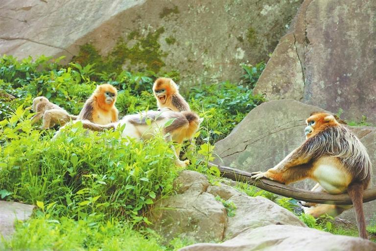 野生川金丝猴　黄培军