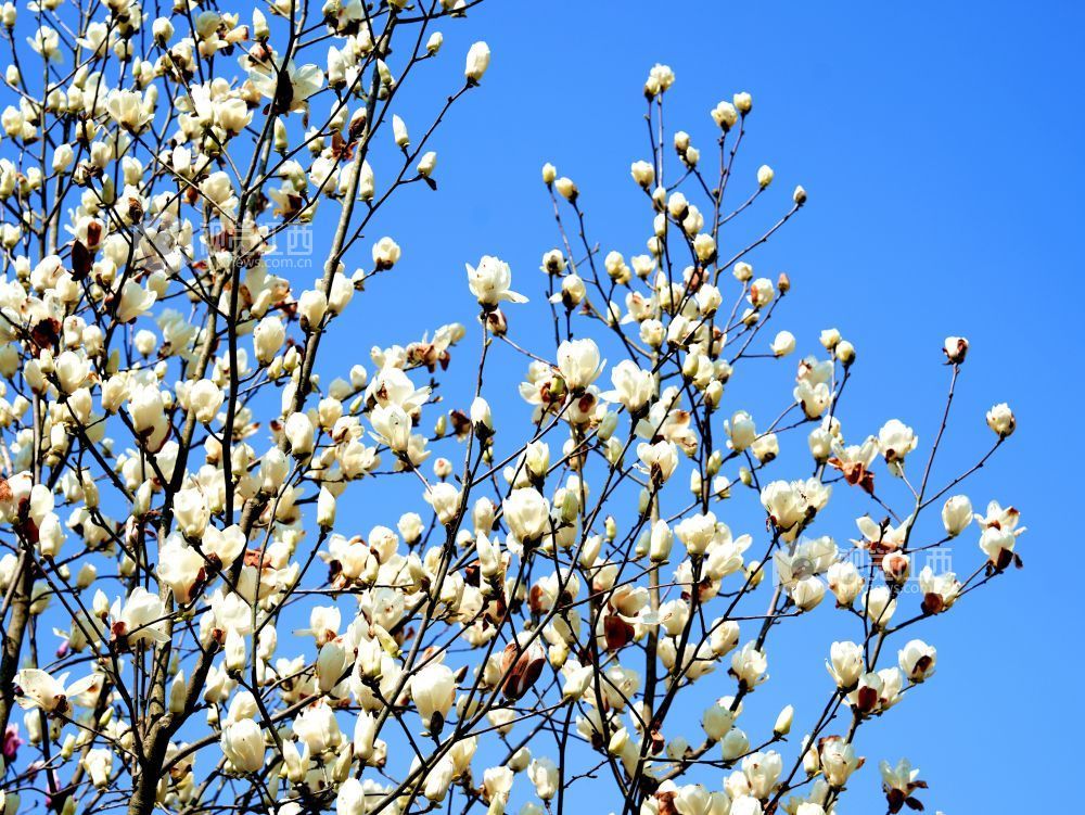 江西分宜：玉兰花开俏争春（图）