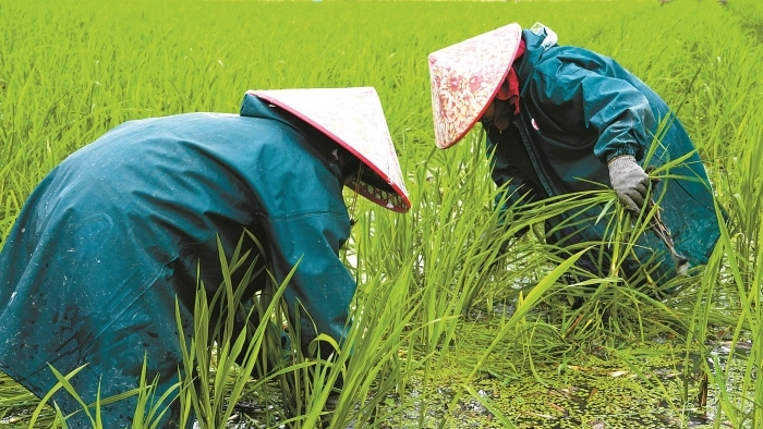 奉化：百亩农田里奏响“茭”响曲