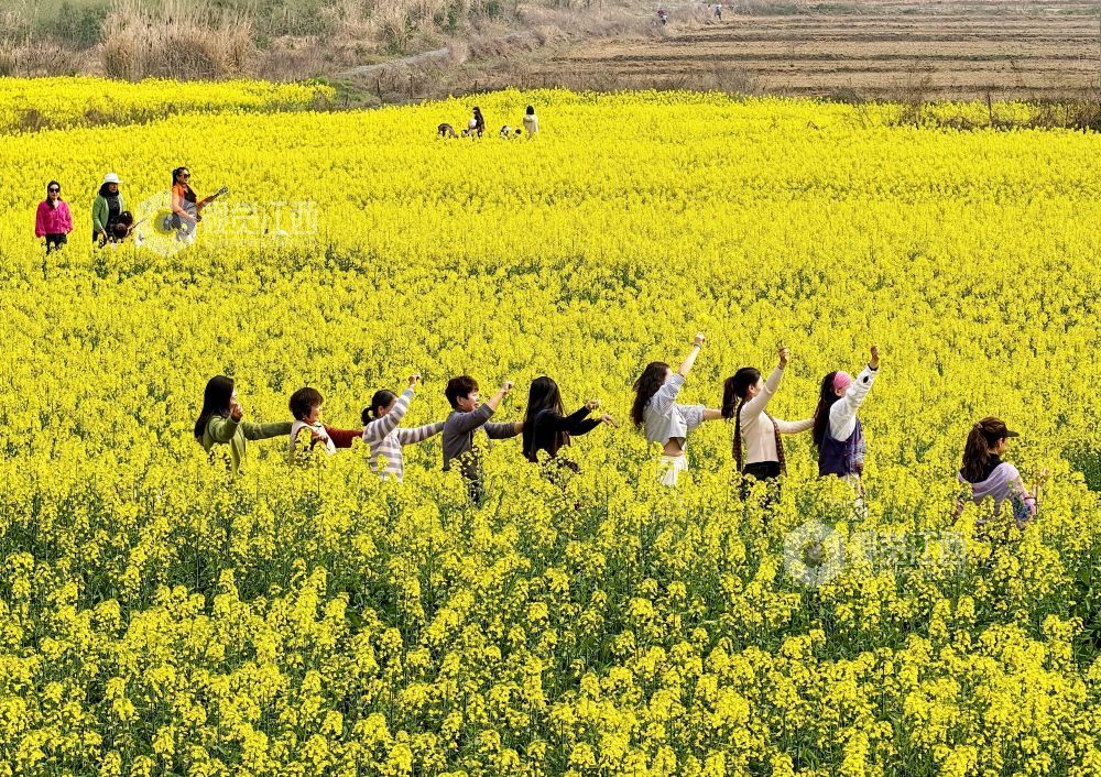 江西分宜：油菜花海赏春光（图）