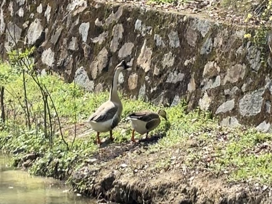 “鹅鹅耷”在湖边玩耍