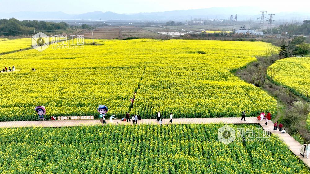 江西分宜：油菜花海赏春光（图）