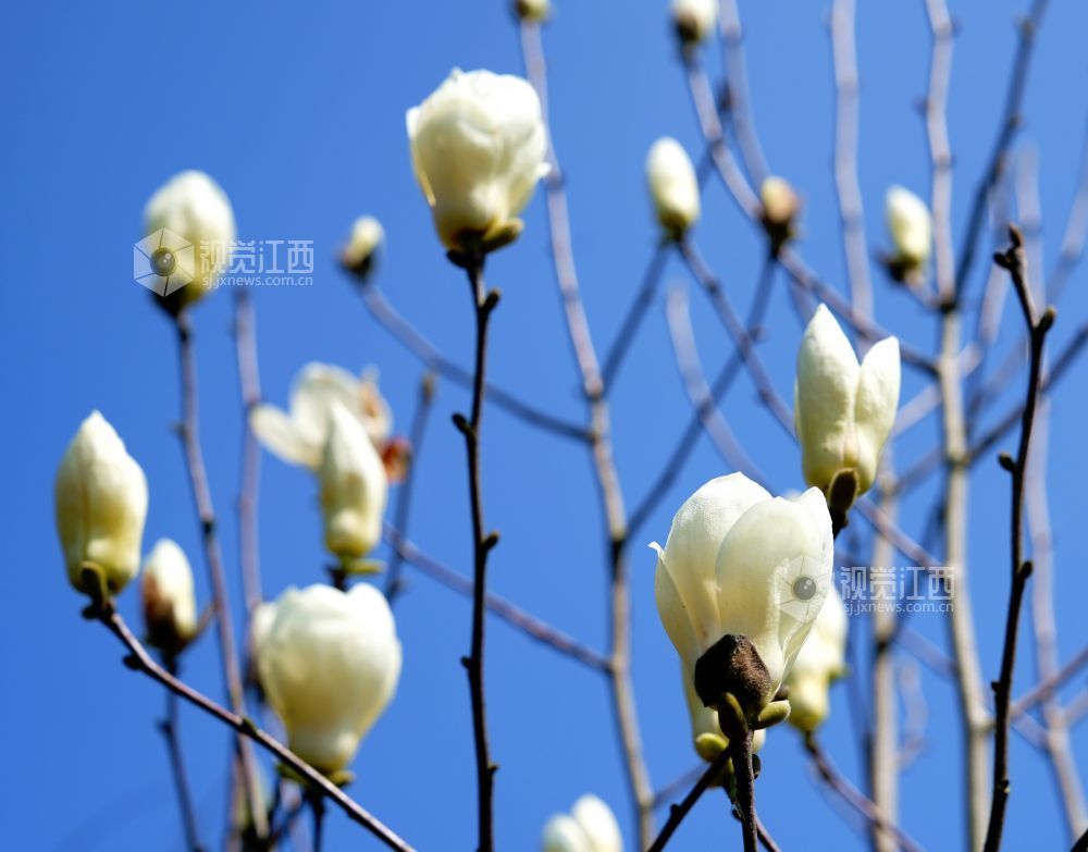 江西分宜：玉兰花开俏争春（图）