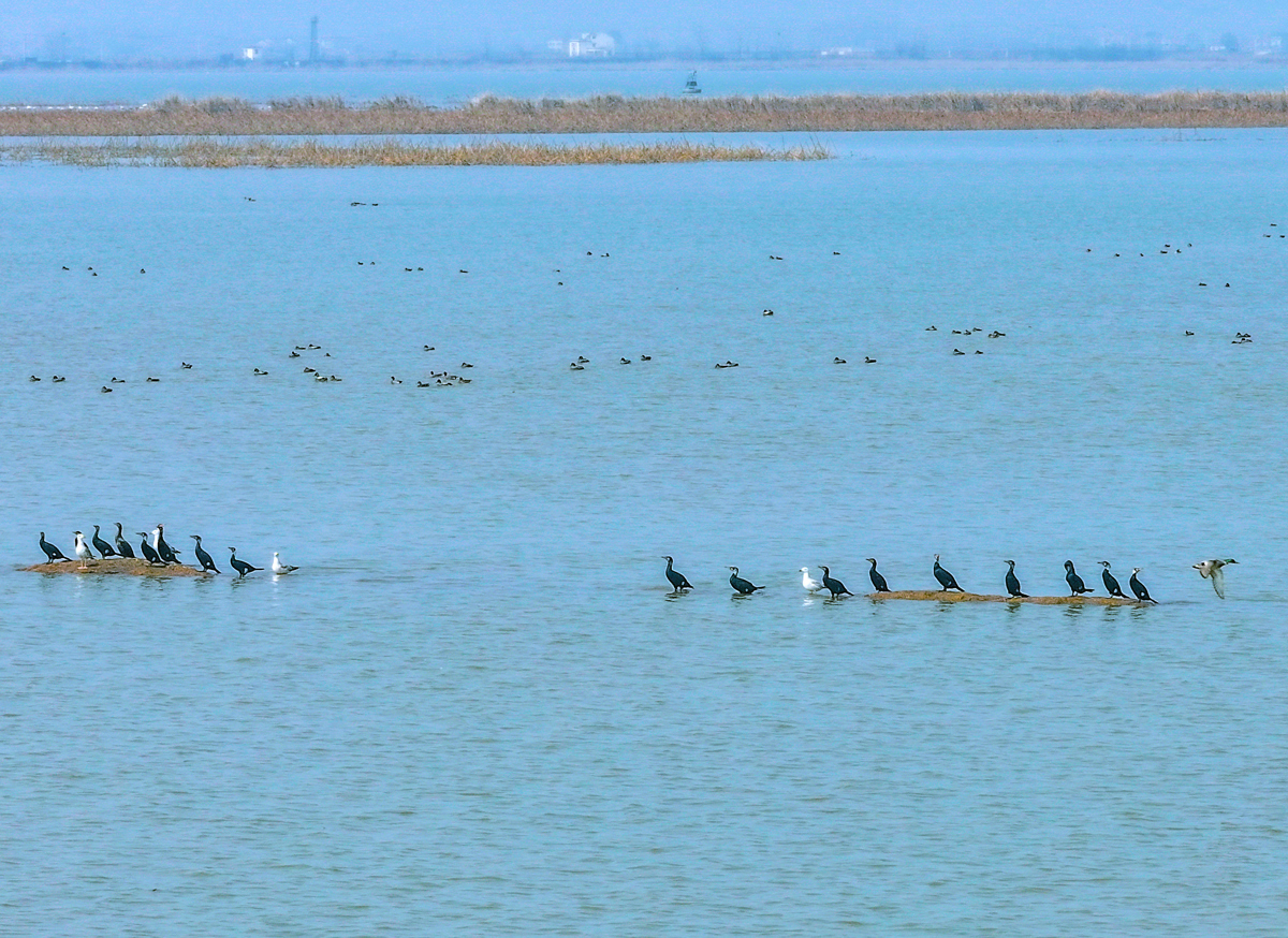 7、沉湖,鸬鹚站在浅滩上静观水中目标.jpg