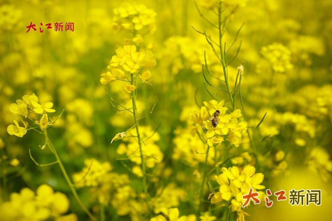 马兰圩湿地公园内油菜花盛开