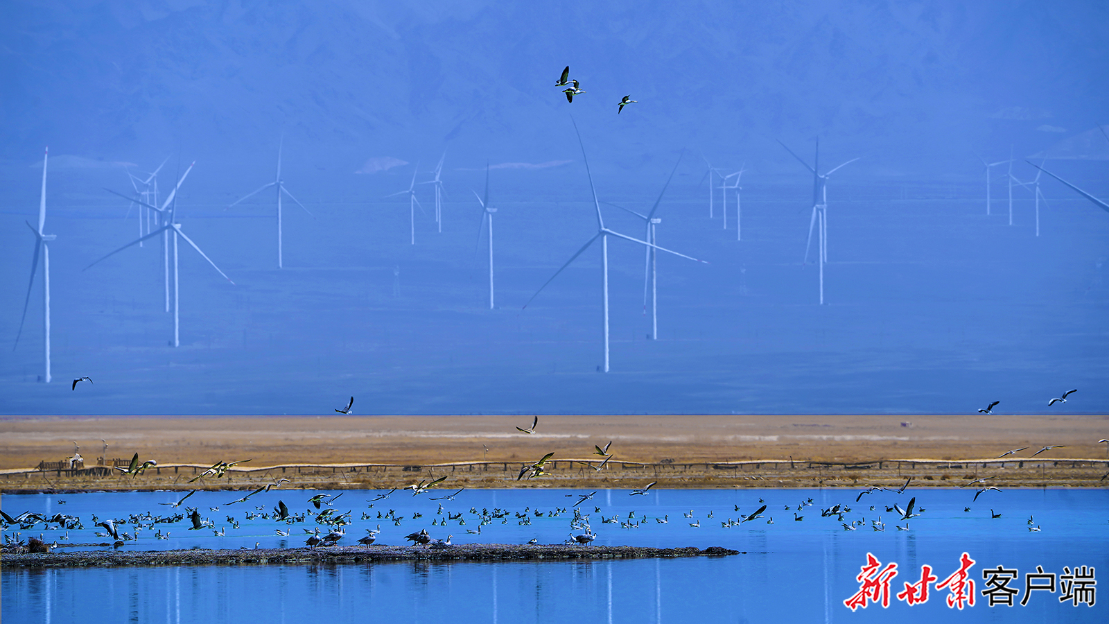 三等奖《风电场眫的湖鸟逸韵》　王鸿荣