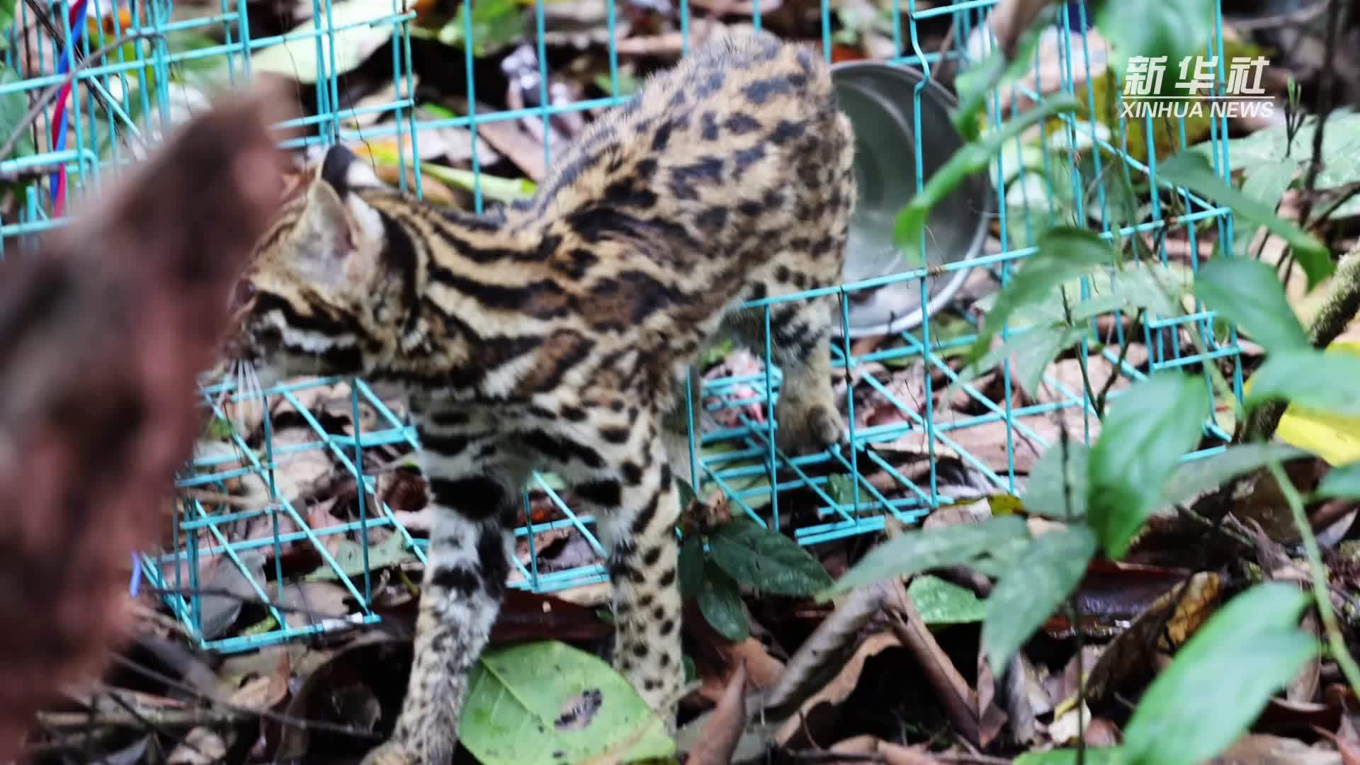 三只国家重点保护野生动物在云南西双版纳放归自然