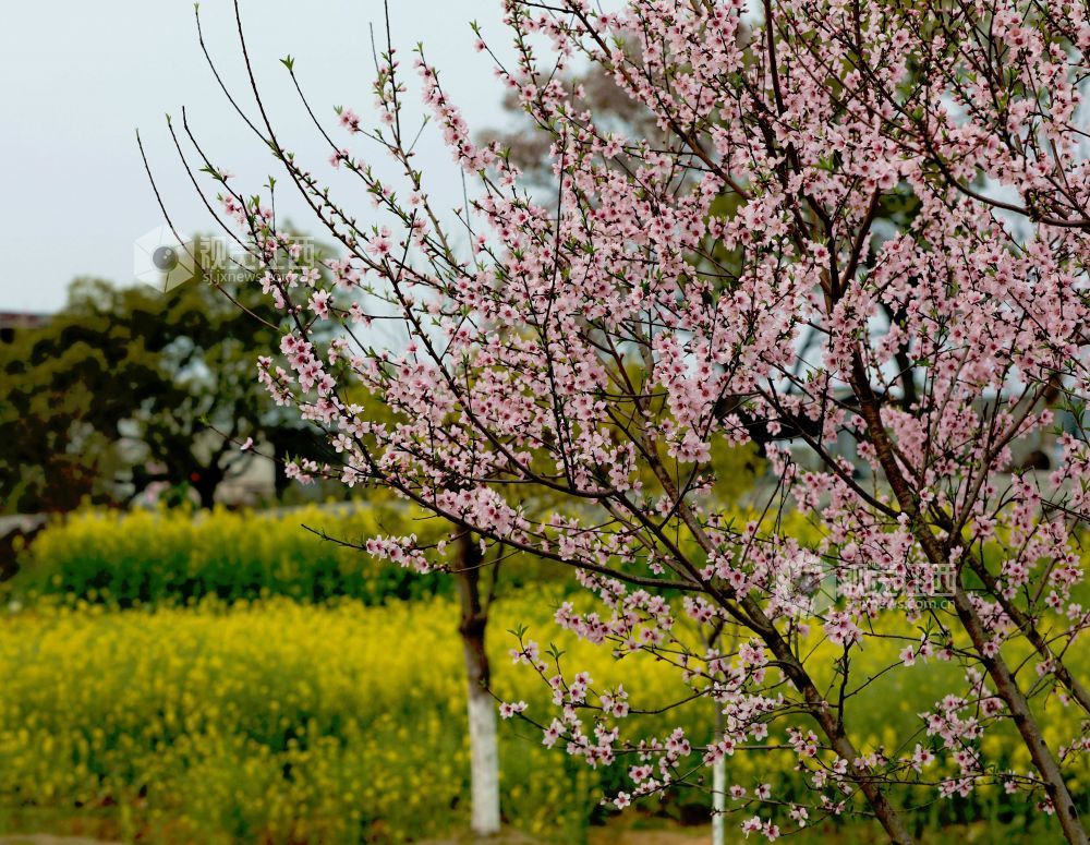 江西分宜：介溪湿地 春色宜人（图）