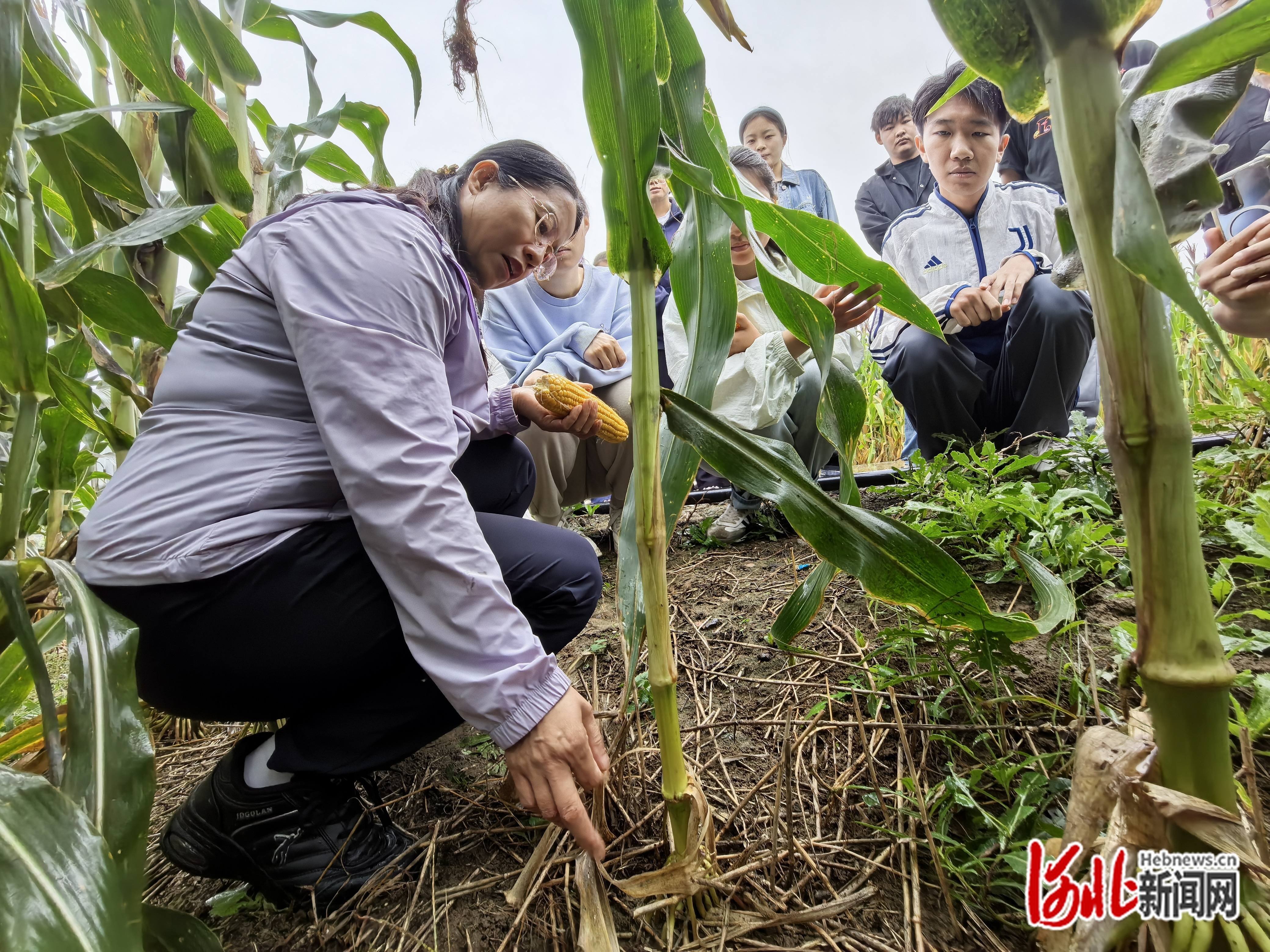 彭正萍博士在农田调研。受访者门明新供图