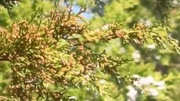 北京春季圆柏花粉怎么治？传统+科技齐上阵！