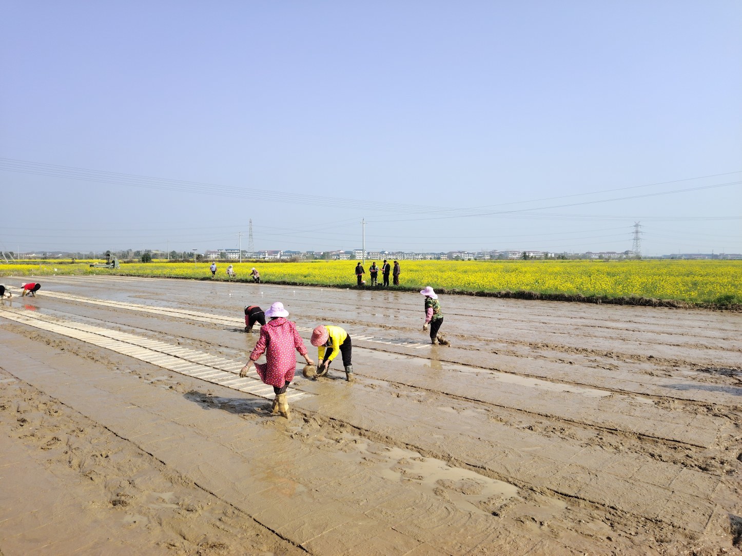 大棚育秧、良种示范、农技指导，新余各地抢抓农时忙春耕