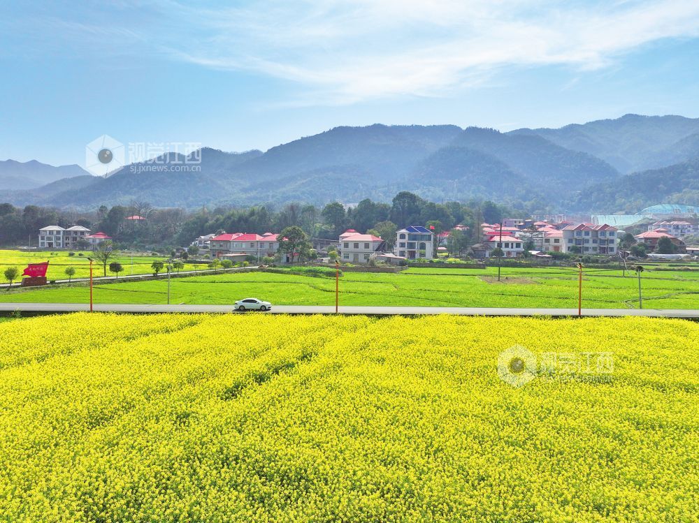 芦溪：以花为媒带动乡村旅游（图）