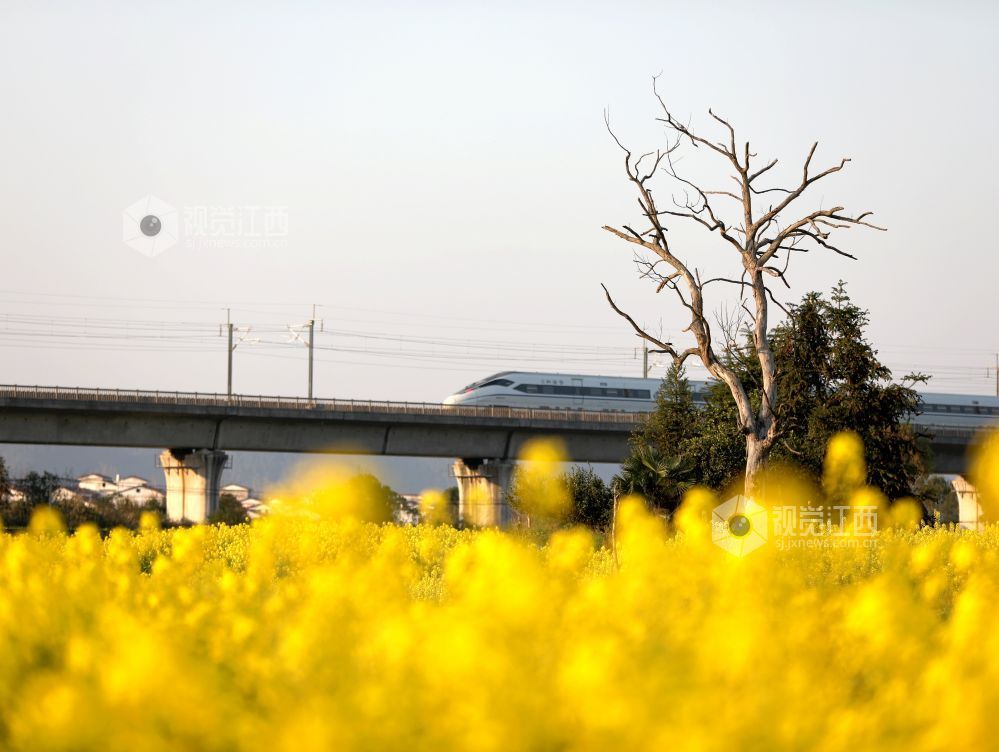 江西分宜：高铁穿行花海（图）