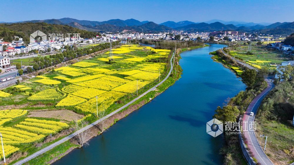 江西萍乡：油菜花开乡村美（图）