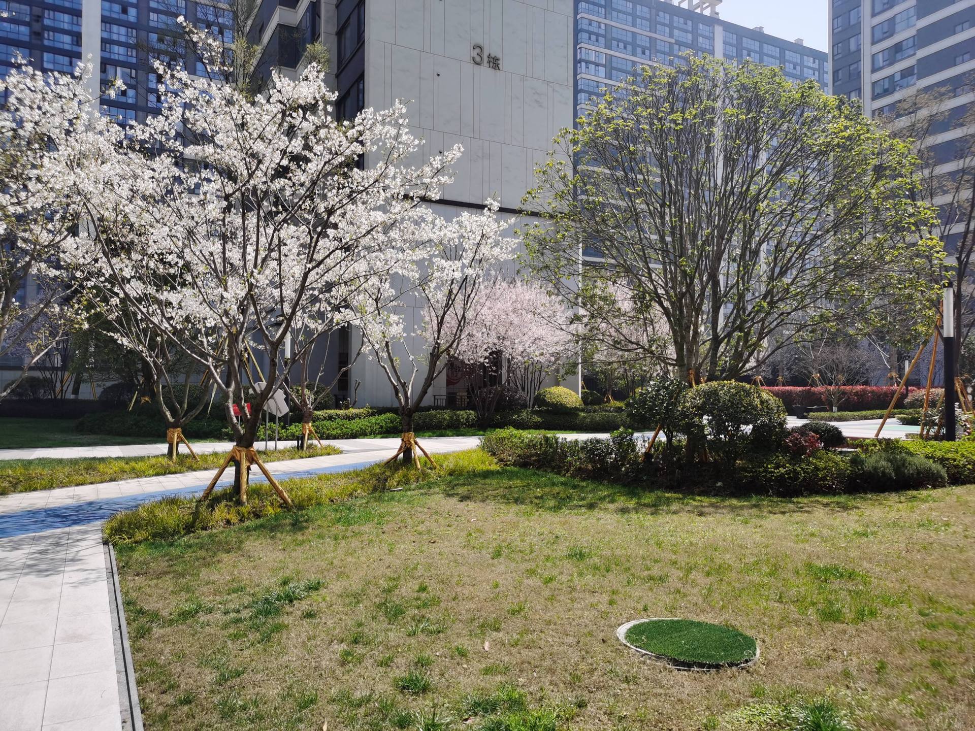 抢抓春季黄金期 西海岸新区精细化推进绿化管养工作