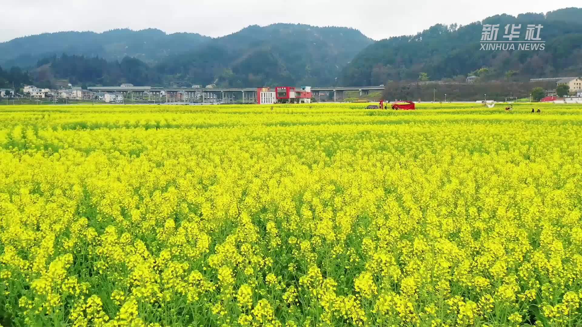 当赏花遇上“速度与激情”贵州遵义解锁春日乡村新玩法