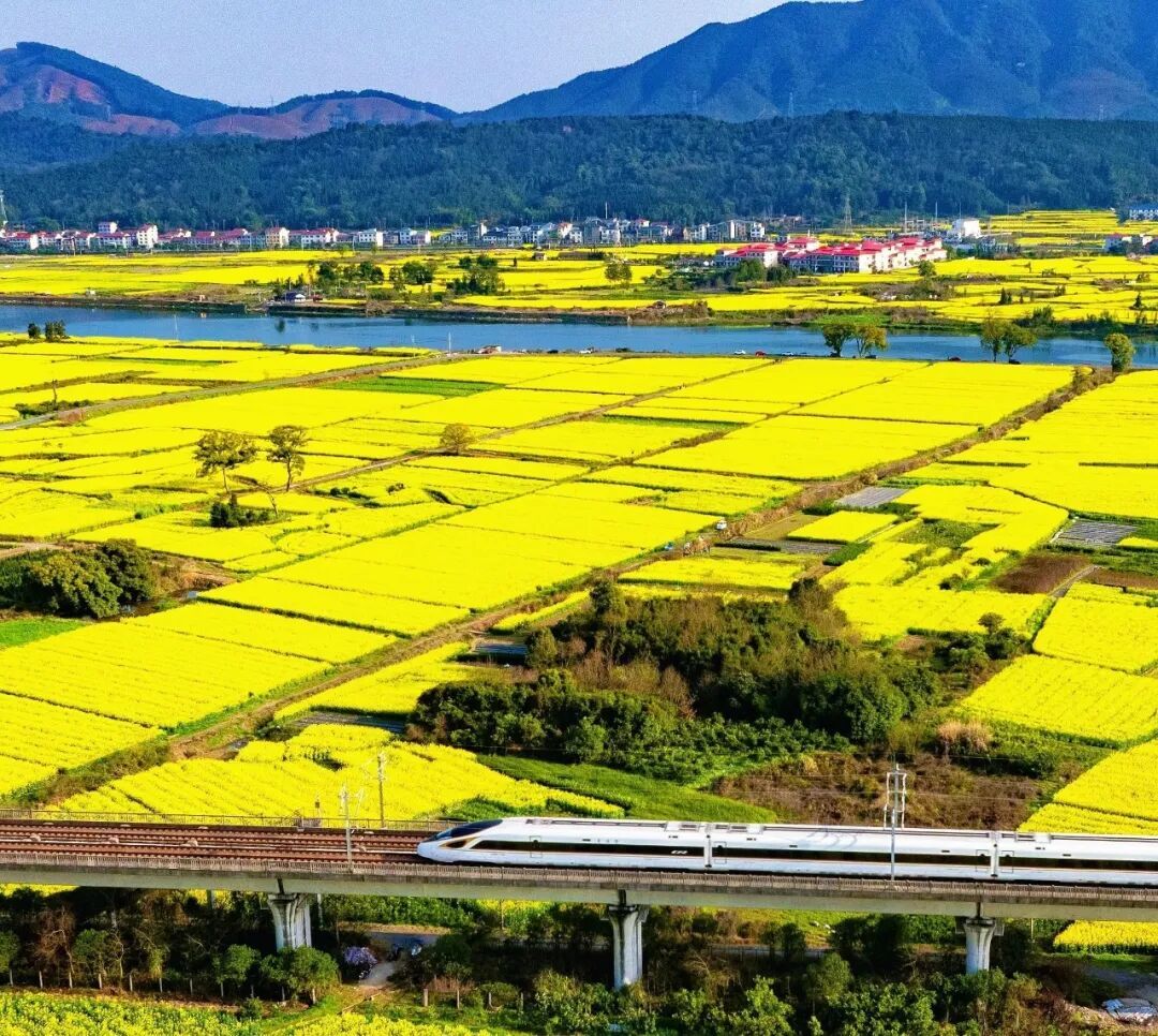 万亩油菜花海“金”艳登场，袁州这个村等你来打卡