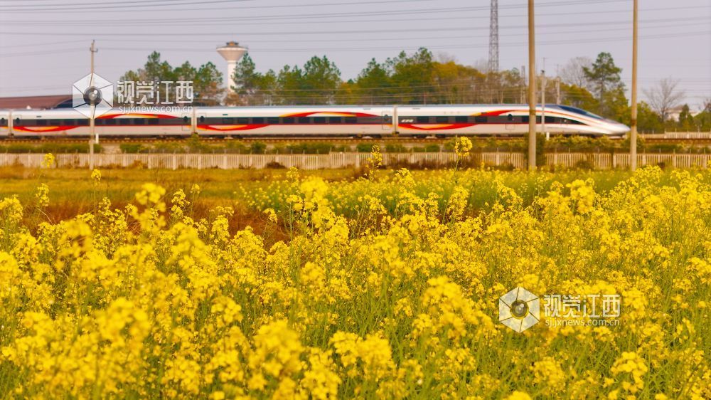 3月16日,在江西省吉安市泰和县境内,京九铁路旁百亩油菜花海金浪翻涌。