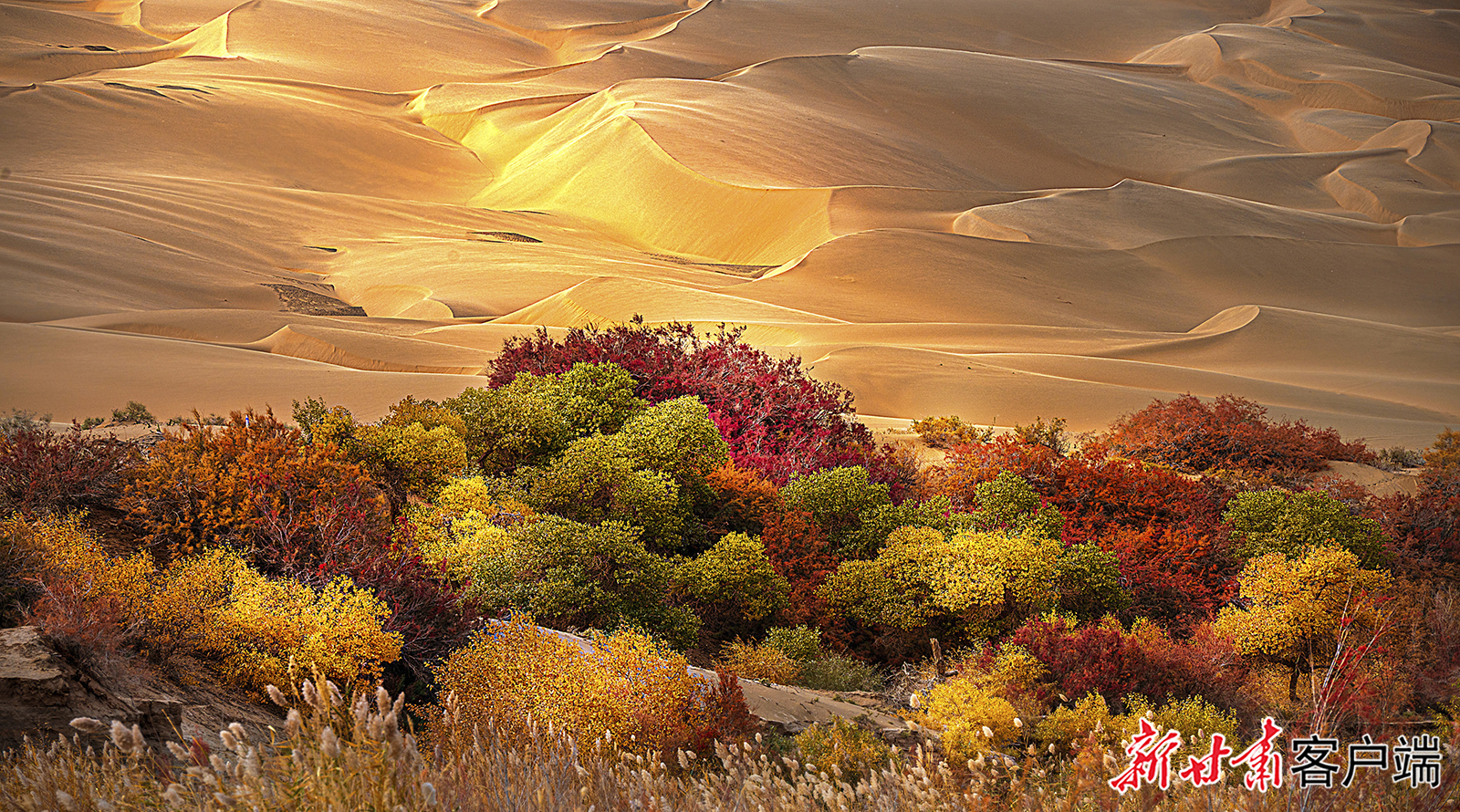 三等奖《沙海秋色图》　付夏