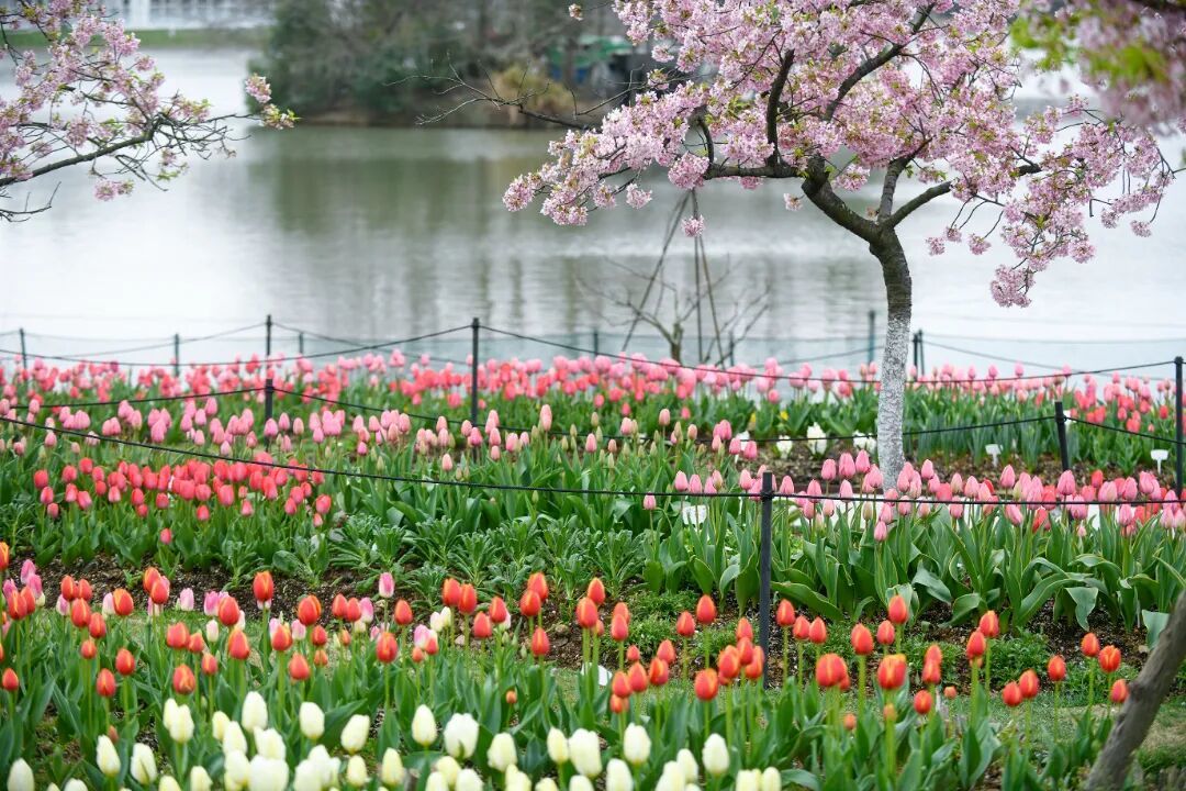 3.6 沈志鹏 《踏春季》宁波植物园郁金香  (9)(1).jpg