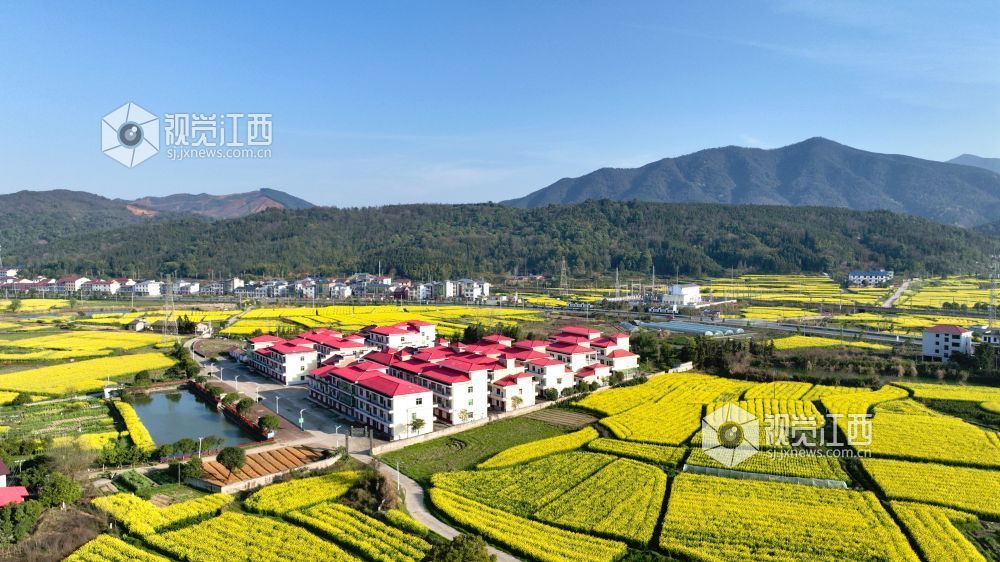 江西分宜：油菜花开 春满大地（图）