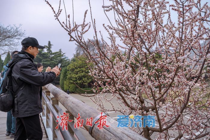 济南泉城公园：山杏花迎春绽放 市民踏青赏春正当时