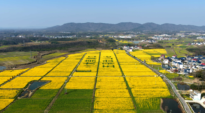 九江湖口：万亩油菜花竞相绽放 乡村赏花游持续升温