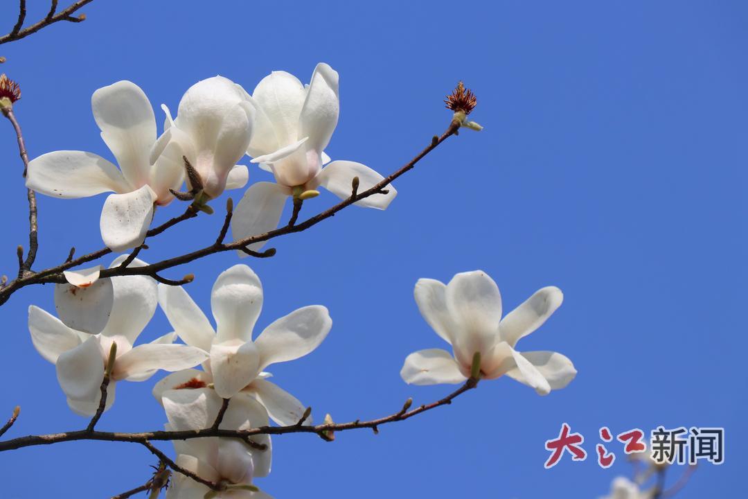 萍乡：玉兰花开春满园（图）