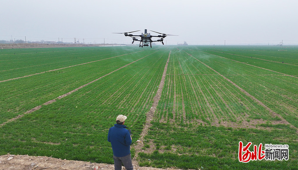 3月17日，宁晋县莹宇农业科技有限公司员工操作植保无人机为麦田喷洒除草剂。