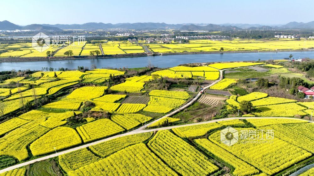江西分宜：油菜花开 春满大地（图）