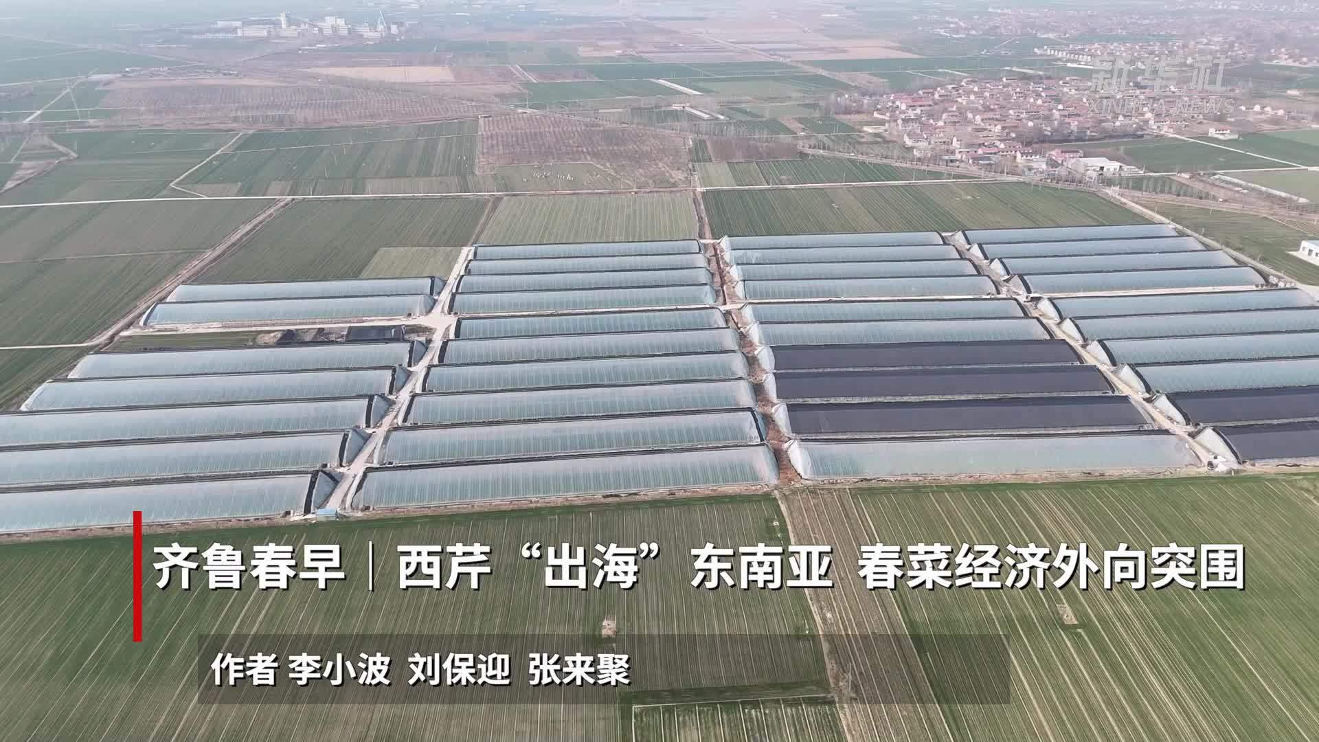 齐鲁春早｜西芹“出海”东南亚 春菜经济外向突围