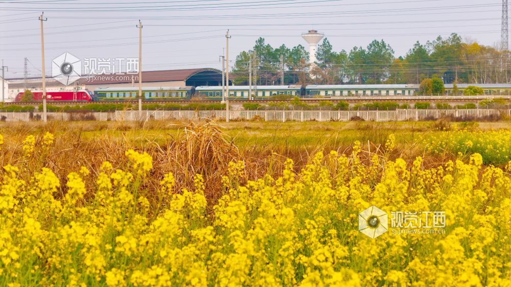 3月16日,在江西省吉安市泰和县境内,京九铁路旁百亩油菜花海金浪翻涌。