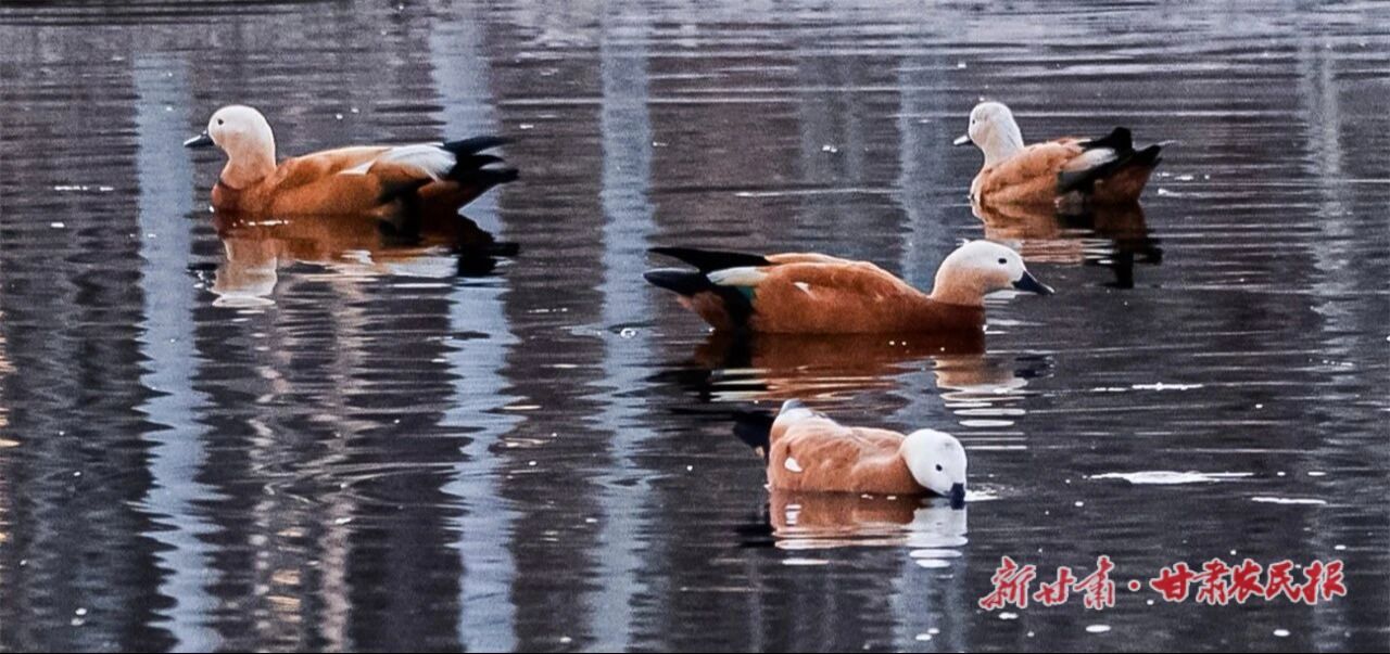 lQDPJwdnPDKPPxHNAlvNBQCw0CyxLVwQZbUJhwgvR089AA_1280_603