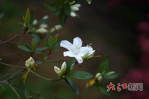 此次发现的白花映山红