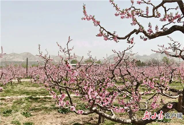 图：新甘肃客户端