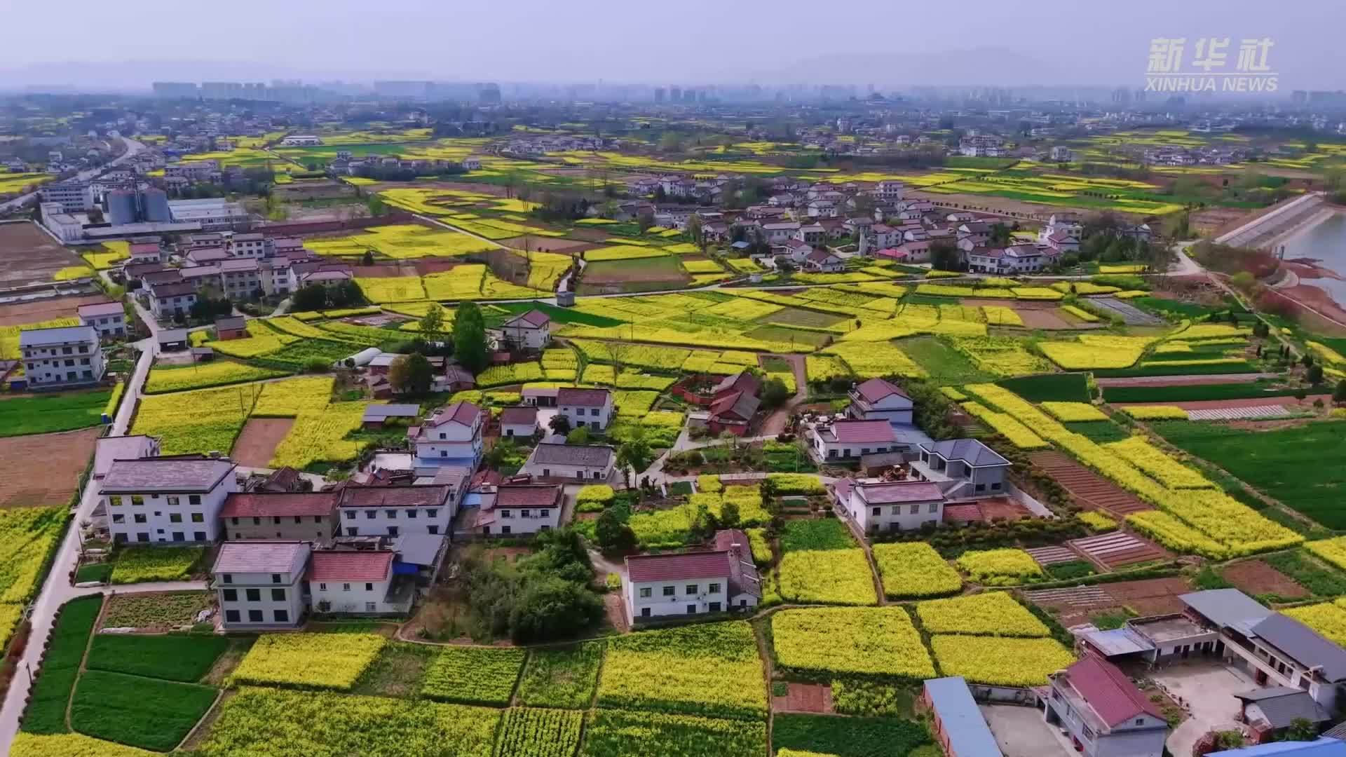 陕西汉台：油菜花海点亮乡村“花样经济”