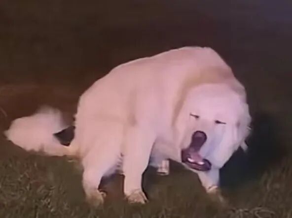 华为史上最大电池,终于定了