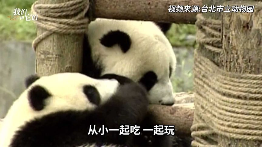 传奇熊猫夫妻，汶川地震死里逃生，赴台亮相引发熊猫热